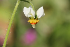 Loasa triloba, photograph (c) Cesar Ormazabal, some rights reserved (CC BY)