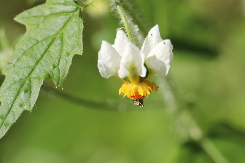 Loasa triloba, photograph 5