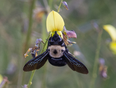 Xylocopa grisescens