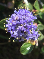 Ceanothus lemmonii