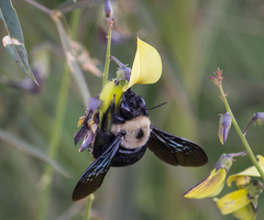 Xylocopa grisescens