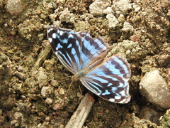 Myscelia ethusa ethusa