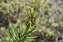 Lobelia excelsa, photograph (c) Cesar Ormazabal, some rights reserved (CC BY)