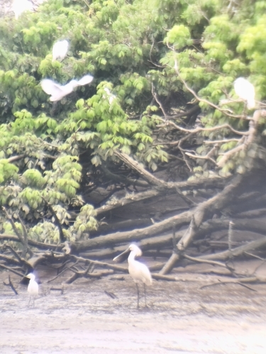 Eurasian Spoonbill