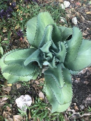 Kalanchoe laetivirens
