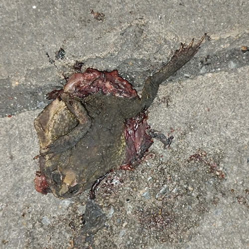 Asian Common Toad