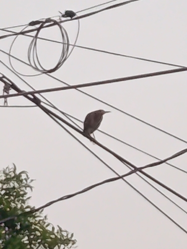 Green Heron
