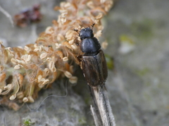Melinopterus reyi
