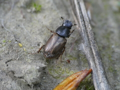 Melinopterus reyi