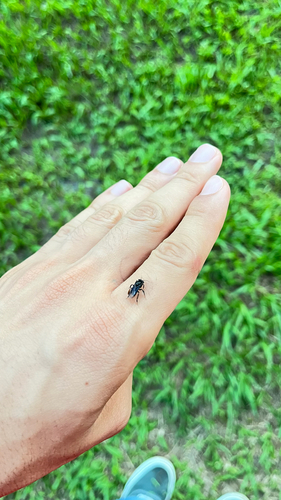 Spiny-legged Stingless bee