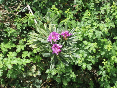 Rhododendron ponticum