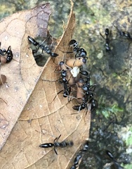 Leptogenys diminuta