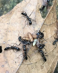 Leptogenys diminuta