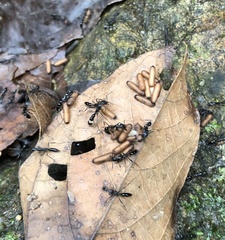 Leptogenys diminuta