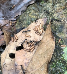 Leptogenys diminuta