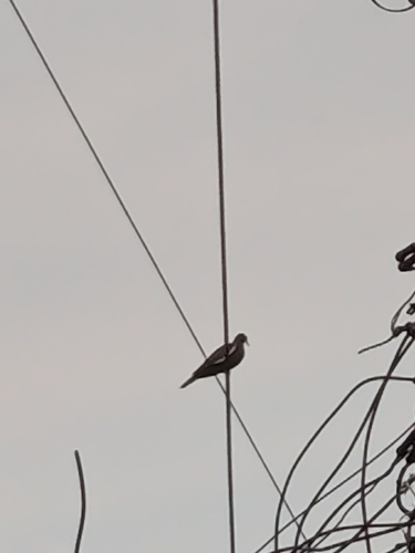White-winged Dove