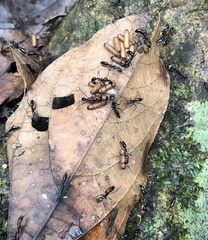 Leptogenys diminuta