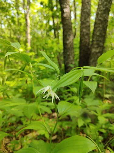 Disporum viridescens, photograph 5
