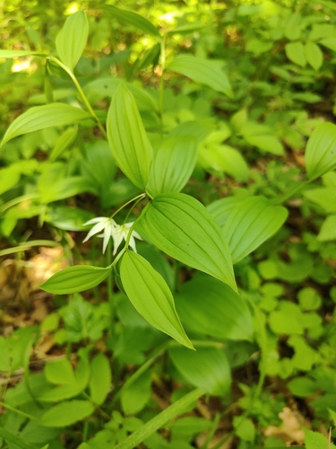 Disporum viridescens, photograph 6