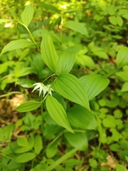 Disporum viridescens, photograph (c) Станислав Чуванов, some rights reserved (CC BY)