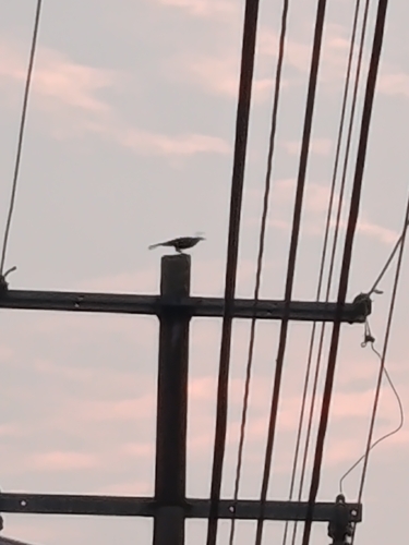 Great-tailed Grackle