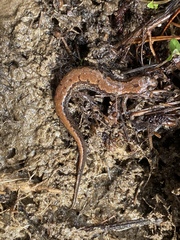 Great Balsams Mountain Dusky Salamander photo 4