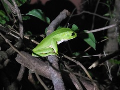 Phyllomedusa burmeisteri