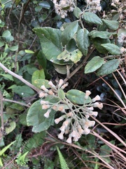 Vernonia solanifolia