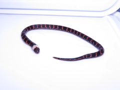 Atractus