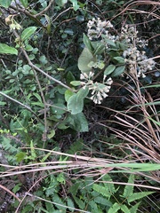 Vernonia solanifolia