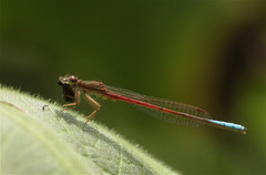 Oxyallagma dissidens