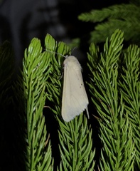 Spilarctia subcarnea