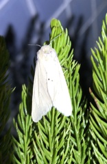 Spilarctia subcarnea