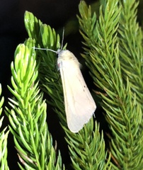 Spilarctia subcarnea