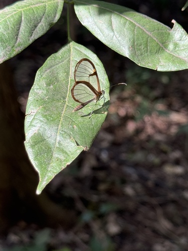 Episcada hymenaea