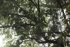 Passiflora ligularis