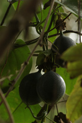 Passiflora ligularis