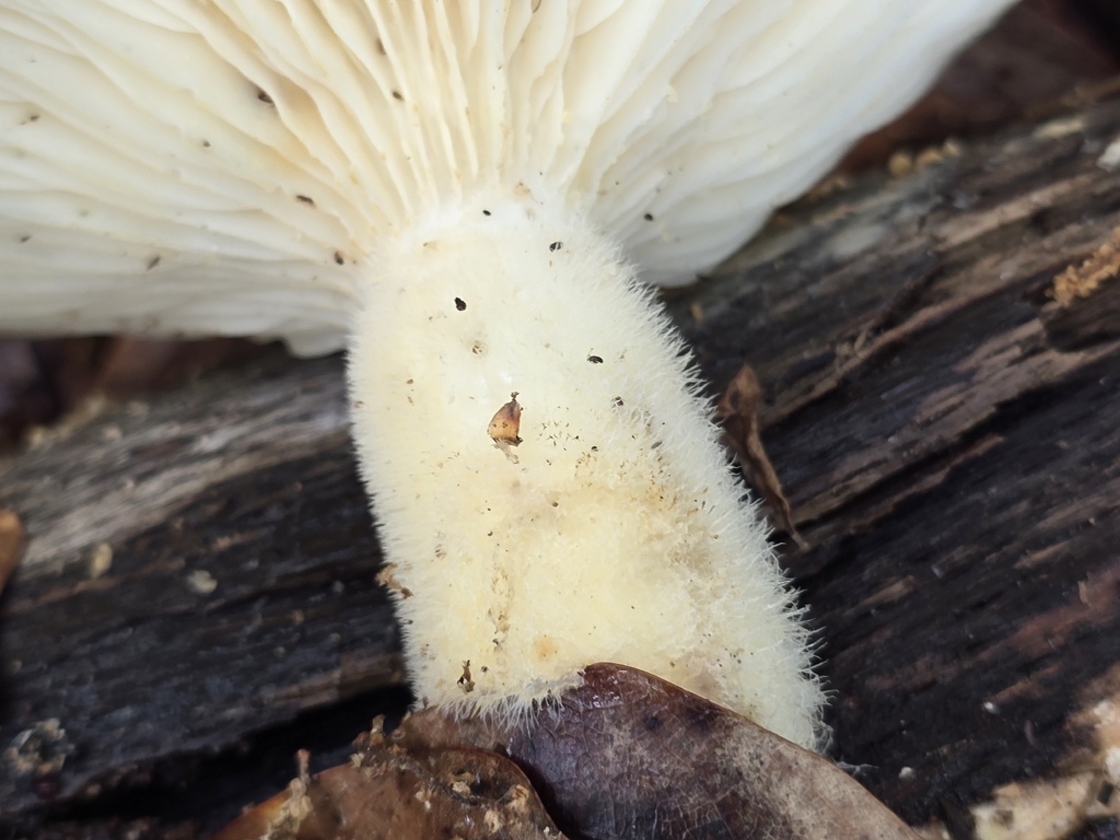Lynx Paw Oyster · May 2026 · photo: Photo: no rights reserved · iNaturalist