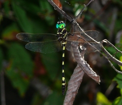 Macromia pacifica