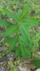 Euphorbia oblongata