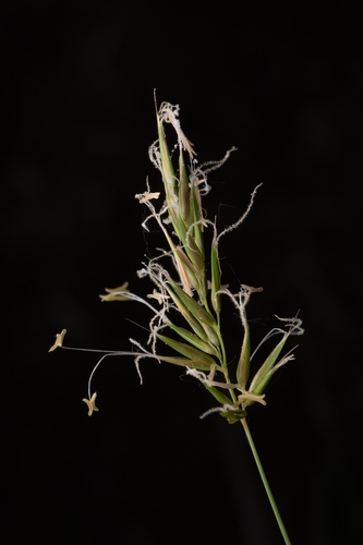 Anthoxanthum aristatum, photograph 2