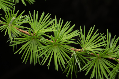 Larix kaempferi