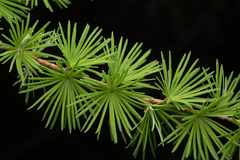 Larix kaempferi