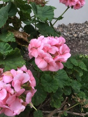 Pelargonium × hybridum