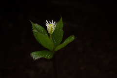 Chloranthus quadrifolius, photograph (c) Saryu Mae 前 朝琉, some rights reserved (CC BY)