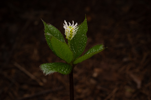 Chloranthus quadrifolius, photograph 5
