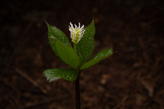 (c) Saryu Mae 前 朝琉, some rights reserved (CC BY) Chloranthus quadrifolius, photograph (c) Saryu Mae 前 朝琉, some rights reserved (CC BY)