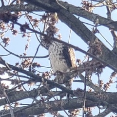 Accipiter cooperii