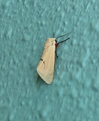 Spilarctia subcarnea