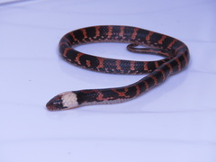 Atractus